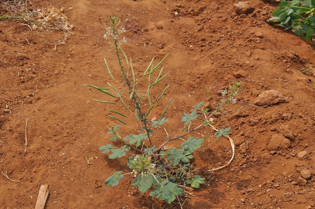 Cleome gynanadra